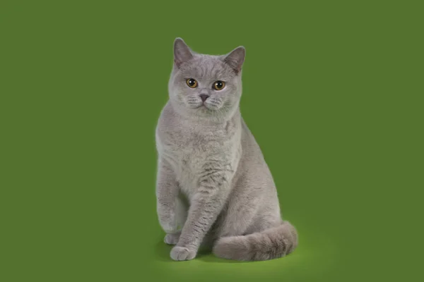 Lustige britische Katze im Studio isoliert — Stockfoto