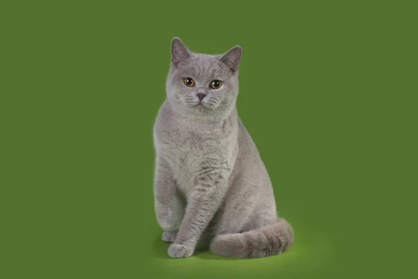 Gato Britian engraçado no estúdio isolado — Fotografia de Stock