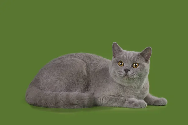 Funny Britian cat in studio isolated — Stock Photo, Image