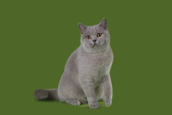 Gato Britian engraçado no estúdio isolado — Fotografia de Stock
