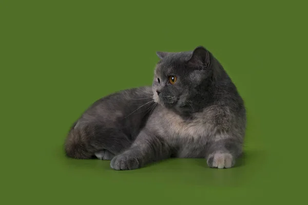 Gato Britian engraçado no estúdio isolado — Fotografia de Stock
