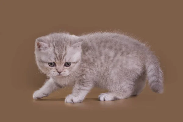 고립 된 스튜디오에서에 작은 고양이 — 스톡 사진