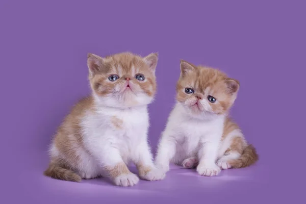 Funny kittens in studio isolated — Stock Photo, Image