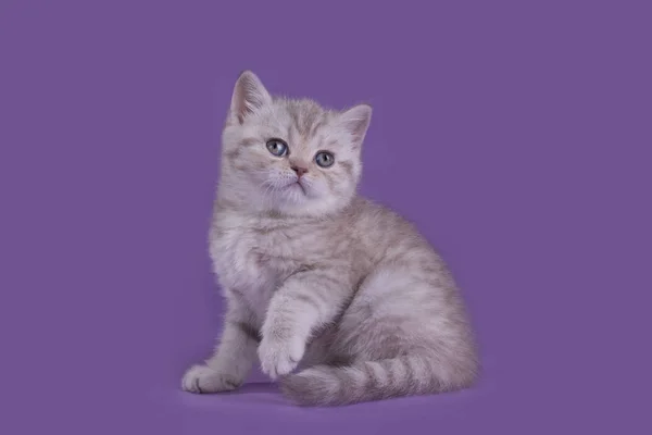 Funny kitten in studio isolated — Stock Photo, Image