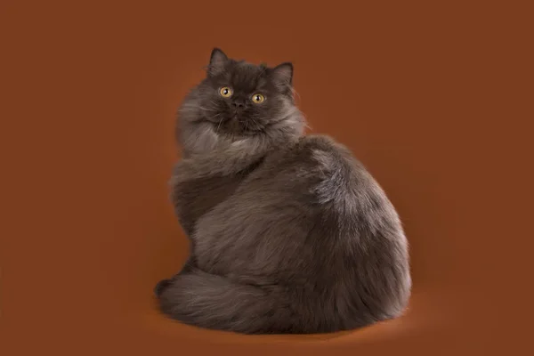 Brown British cat in studio isolated — стоковое фото