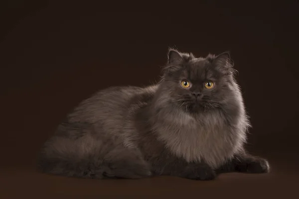 Gato britânico marrom no estúdio isolado — Fotografia de Stock