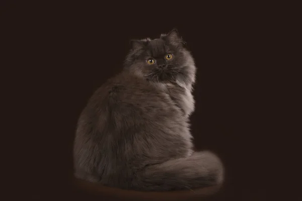 Gato britânico marrom no estúdio isolado — Fotografia de Stock