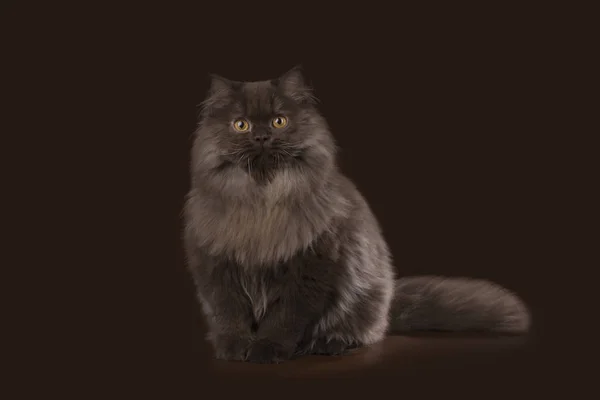 Brown British cat in studio isolated — стоковое фото