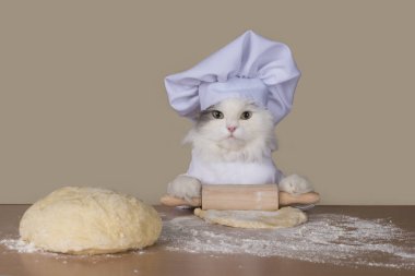 kedi hamur pişirme için hazırlar