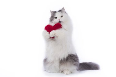 Kabarık kedi Sevgililer günü tebrik