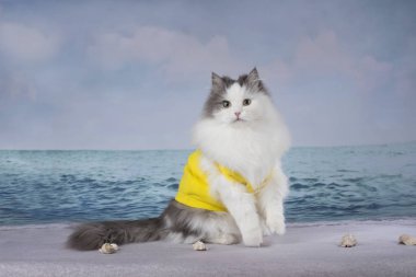 güneşli bir günde kumsalda oynarken kabarık kedi