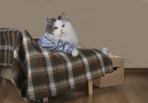 Кошка отдыхает на диване — стоковое фото