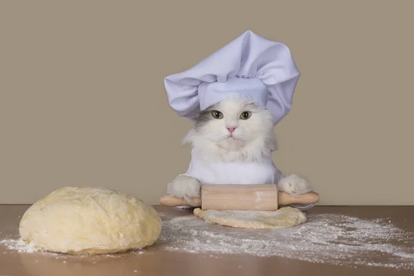 Кошка готовит тесто для выпечки — стоковое фото