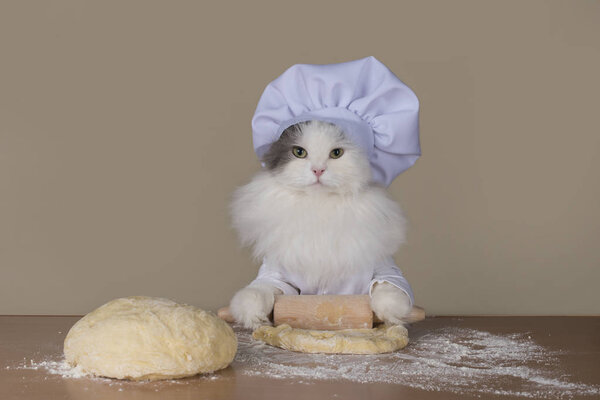 cat prepares the dough for baking
