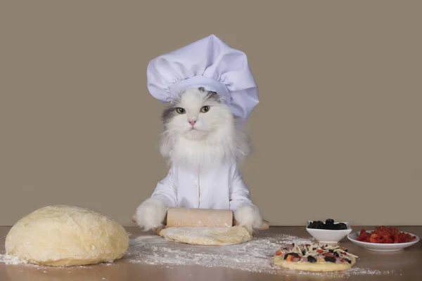 Кот-повар готовит пиццу — стоковое фото