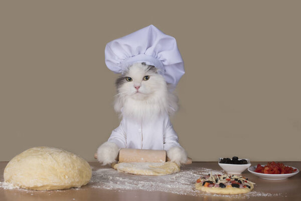 cat chef preparing a pizza