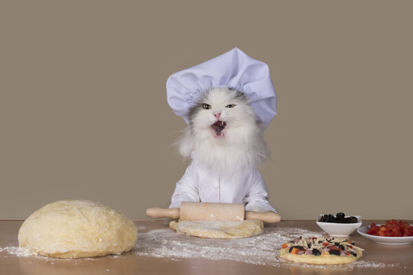 кот-повар готовит пиццу
