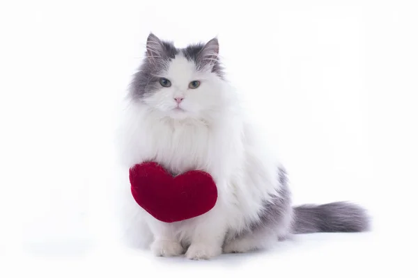 Pluizig kat feliciteert St. Valentine's Day — Stockfoto