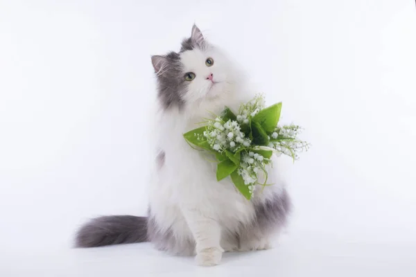 Fluffy le chat a apporté un bouquet de lis de la vallée — Photo