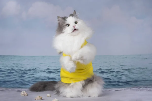 Fluffy cat playing on the beach on a sunny day — Stock Photo, Image