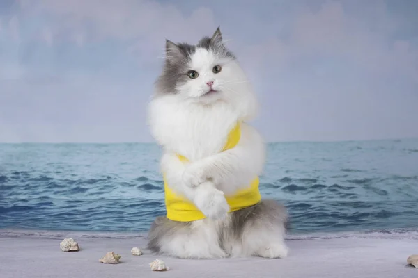 Flauschige Katze spielt an einem sonnigen Tag am Strand — Stockfoto