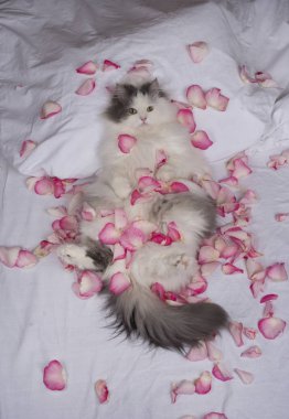 gül yaprakları kedi yatağı