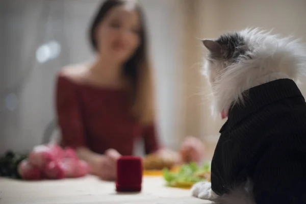 Encontro de uma jovem e um gato — Fotografia de Stock