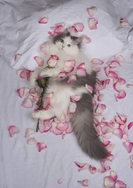 Cama de gato de pétalos de rosa —  Fotos de Stock