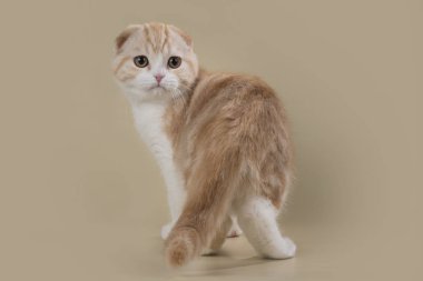 kedi izole bir arka plan üzerinde