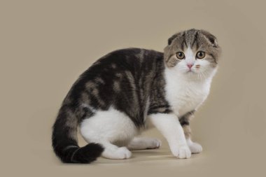 kedi izole bir arka plan üzerinde