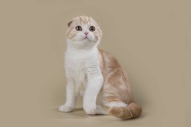 kedi izole bir arka plan üzerinde