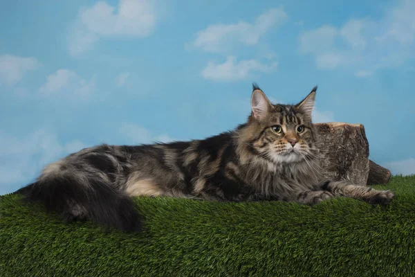 Кіт на фоні ізольований — стокове фото