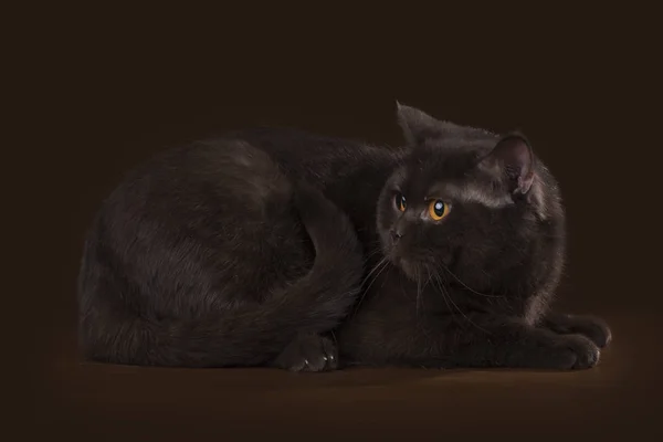Gatto su uno sfondo isolato — Foto Stock