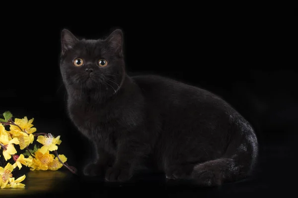 Cat on a background isolated — Stock Photo, Image