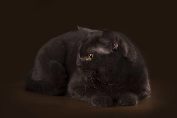 Katze auf einem Hintergrund isoliert — Stockfoto