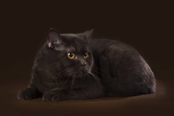 Cat on a background isolated — Stock Photo, Image