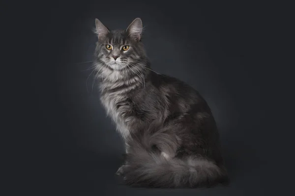 Kat op een achtergrond geïsoleerd — Stockfoto