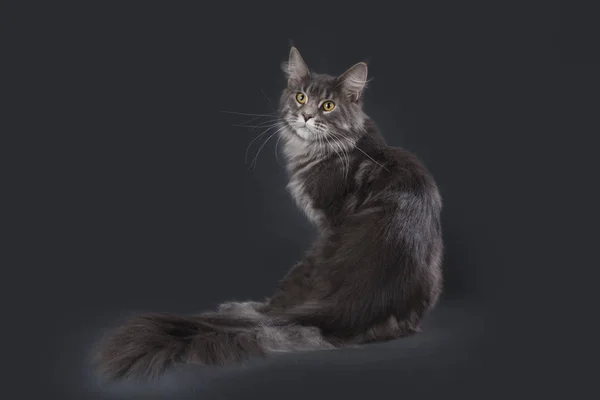 Kočka na pozadí, samostatný — Stock fotografie