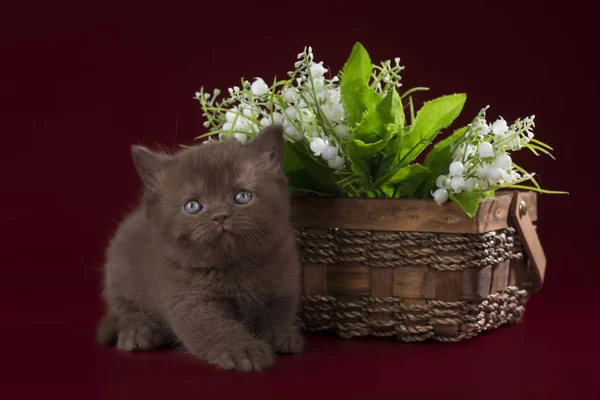 Gato sobre un fondo aislado —  Fotos de Stock