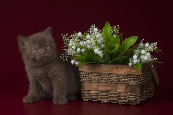 Kat op een achtergrond geïsoleerd — Stockfoto