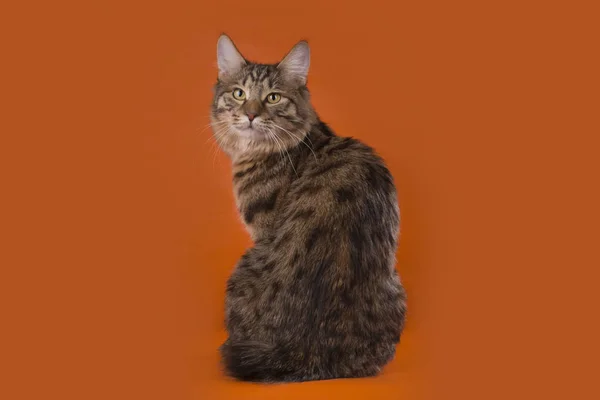 Katze auf einem Hintergrund isoliert — Stockfoto