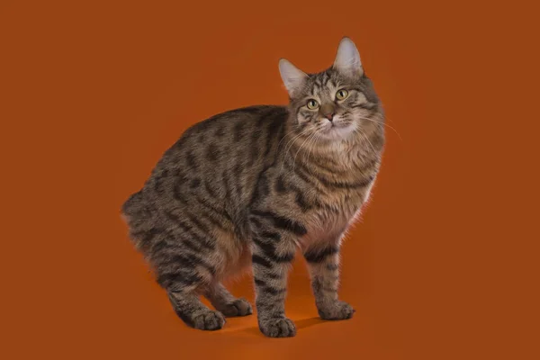 Кіт на фоні ізольований — стокове фото
