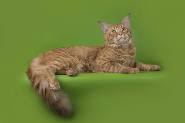 Funny cat n pozadí, samostatný — Stock fotografie
