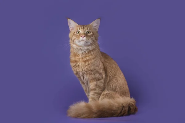 Funny cat n a background isolated — Stock Photo, Image