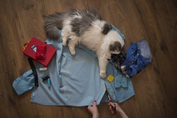 Девушка шьет одежду для кота из старой рубашки — стоковое фото