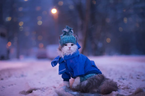 겨울에 고양이 산책 — 스톡 사진