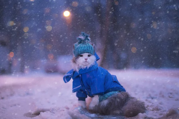 겨울에 고양이 산책 — 스톡 사진