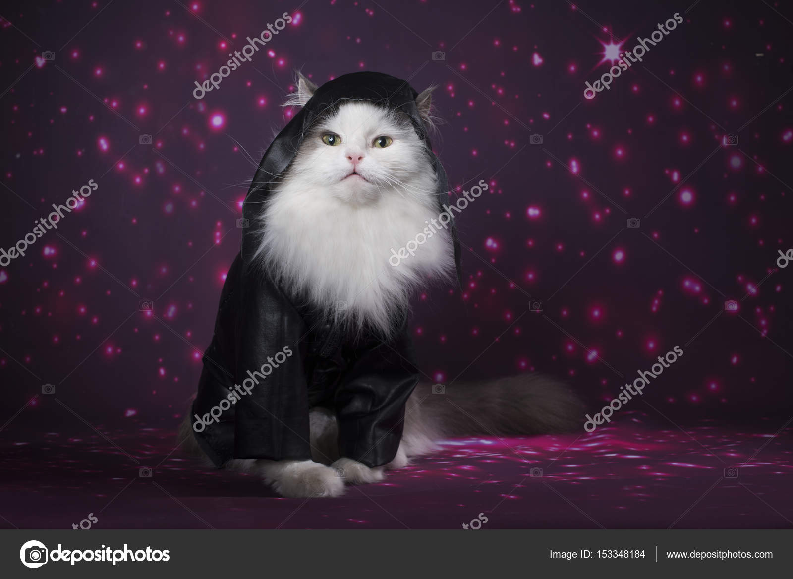 cat in a leather jacket