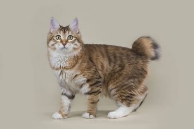 Kurilian Bobtail ateşin üzerinde arka izole