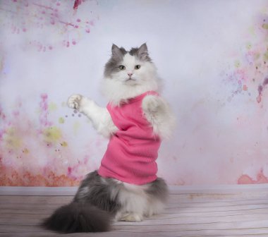Yoga egzersizleri yapıyor kedi
